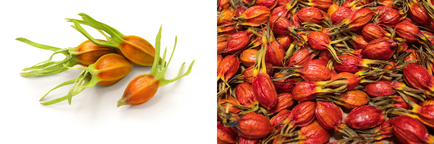 Gardenia Fruit A Sweet, Natural Ally for Inner Balance Releaf Herbal