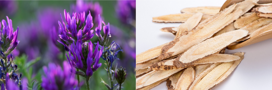 Astragalus Root: The Powerhouse Herb for Immunity