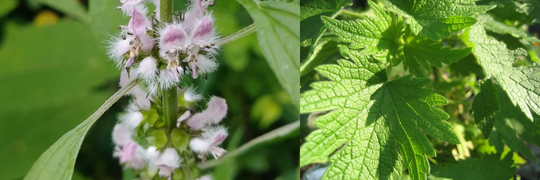 Chinese Motherwort: A Time-Honored Tonic for Women's Health and Heart Support