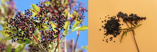 Elderberry: The Berry of Health, Protection, and Vitality