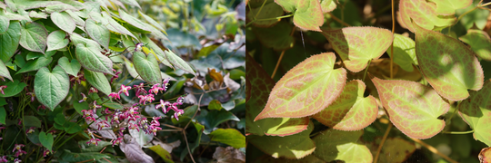 Epimedium Leaf: Ancient Herb for Modern Energy and Vitality