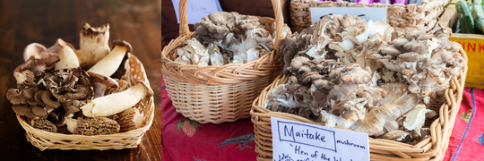 Maitake Mushroom: Nature's Potent Immune Enhancer