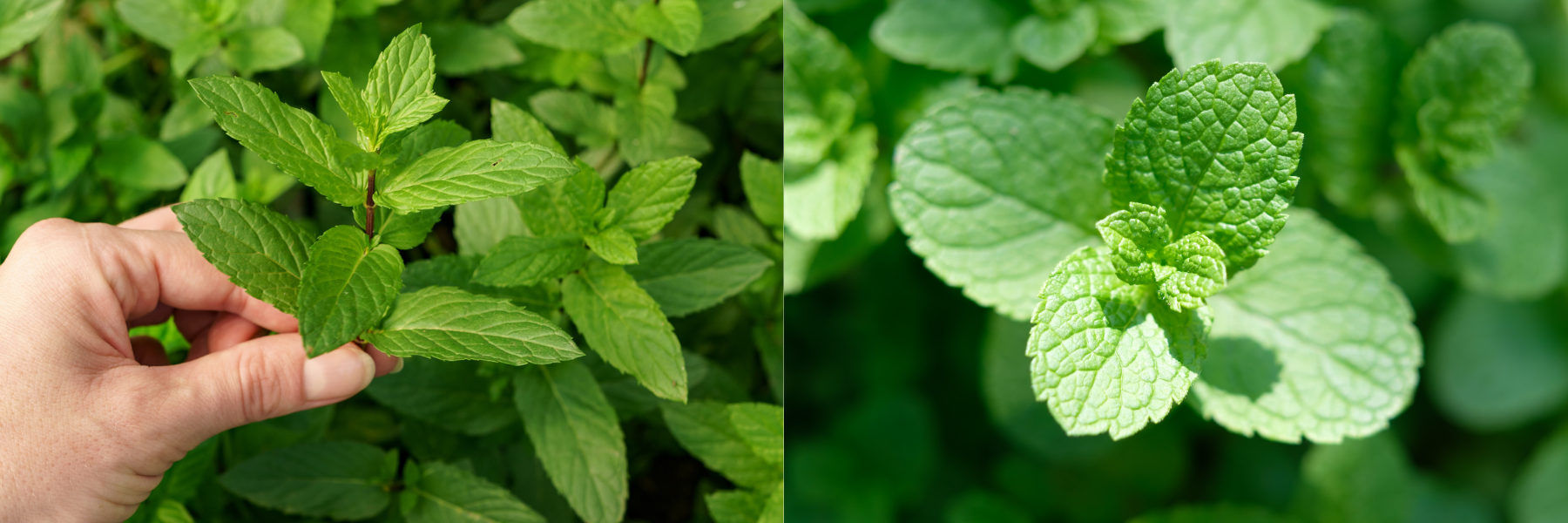 Mint Herb: More Than Just a Fresh Breath – Releaf Herbal Relief