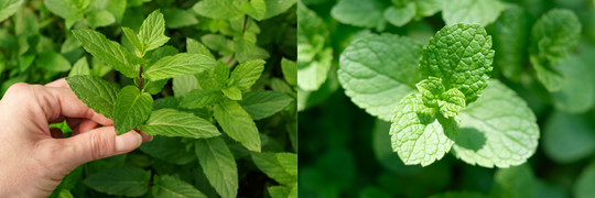 Mint Herb: More Than Just a Fresh Breath